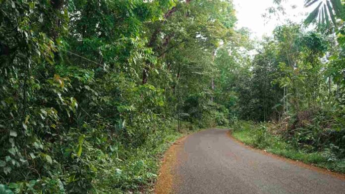 Hutan Pamanggon