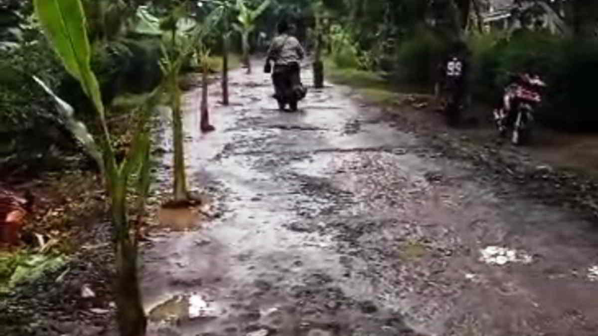 Kesal Jalan Rusak, Warga Sindangsari Ciamis Tanam Pohon Pisang di Sepanjang Jalan Pahauran