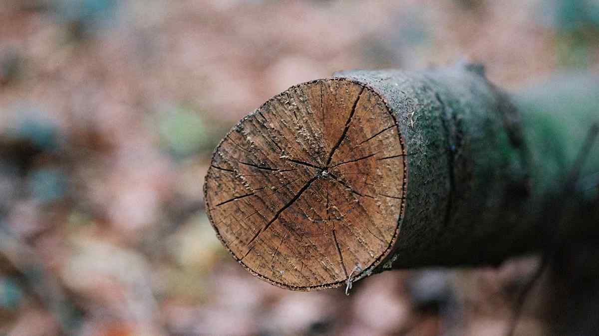 Kambium Sekunder, Kambium Vaskuler dan Intravaskuler Tanaman