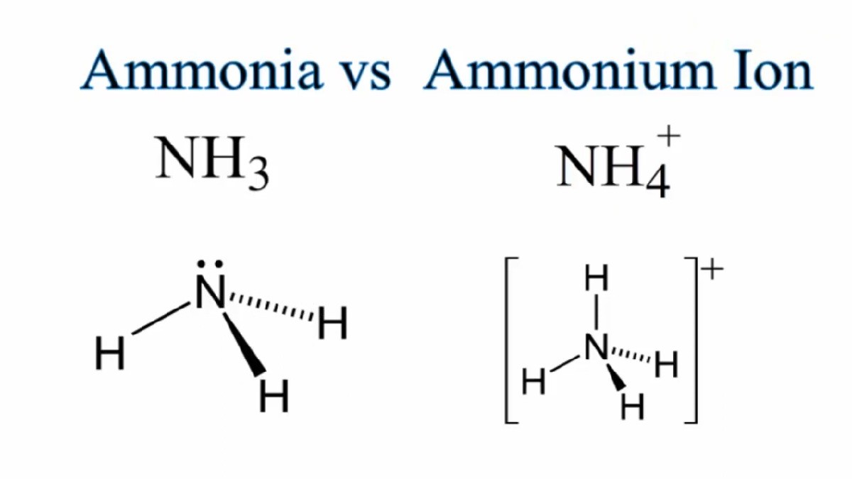 Perbedaan Amonia dan Amonium Dari Muatan hingga Fungsinya