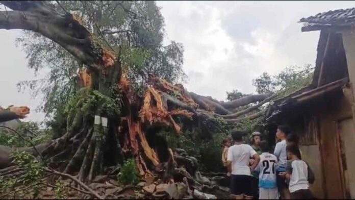 Pohon Beringin Raksasa Tumbang