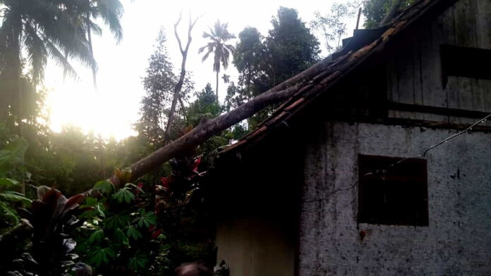 Rumah rusak tertimpa pohon tumbang di Desa Muktisari, Ciamis.