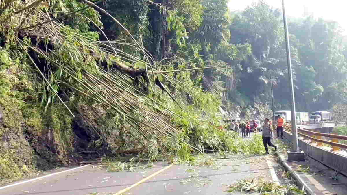 Bruk… Rumpun Bambu Tumbang di Cadas Pangeran Sumedang, Arus Lalin Sempat Macet