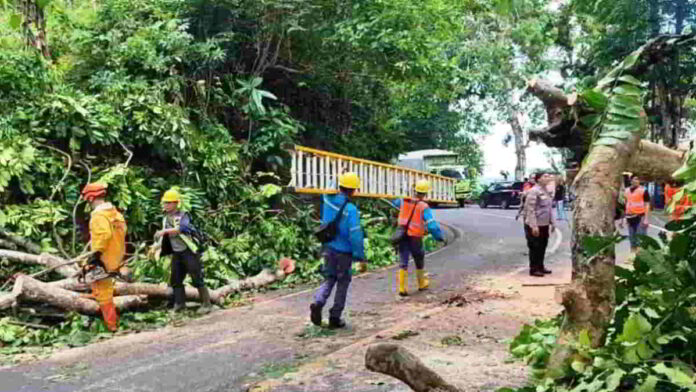 Pohon Tua di Emplak