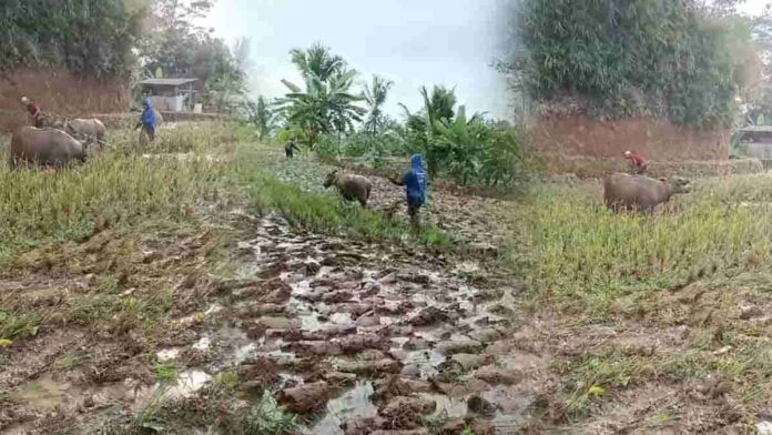 Bajak Sawah Pakai Kerbau