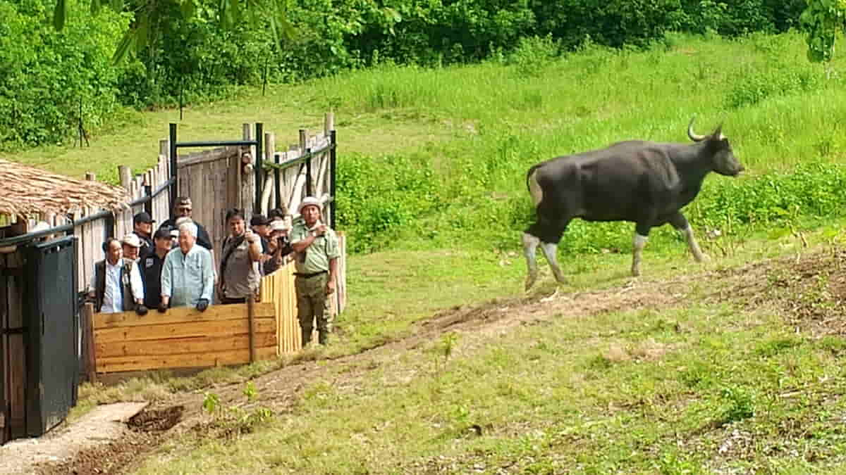 Menhut Lepasliarkan 4 Banteng Jawa di Cagar Alam Pangandaran, Bupati Jeje Harap Wisatawan Meningkat