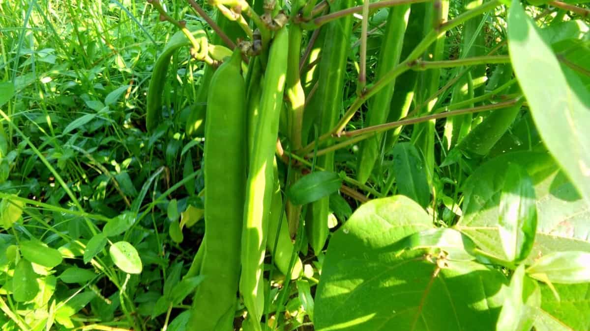 Budidaya Koro Pedang, Panduan Praktis untuk Pemula 