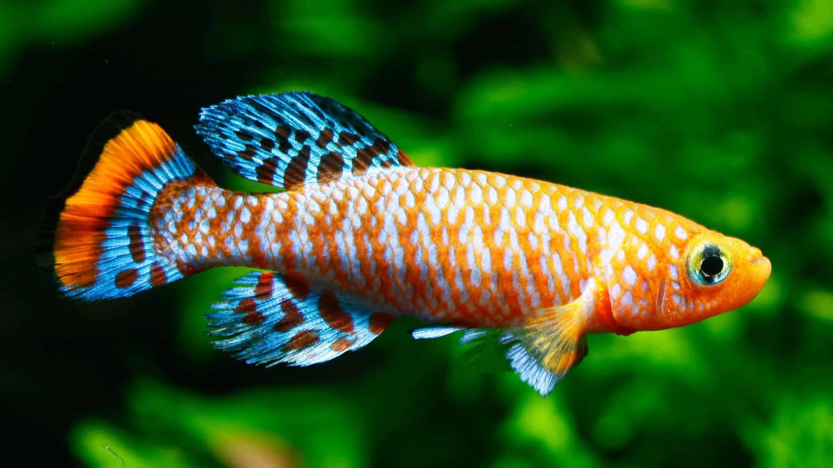 Cara Budidaya Ikan Killifish untuk Pemula