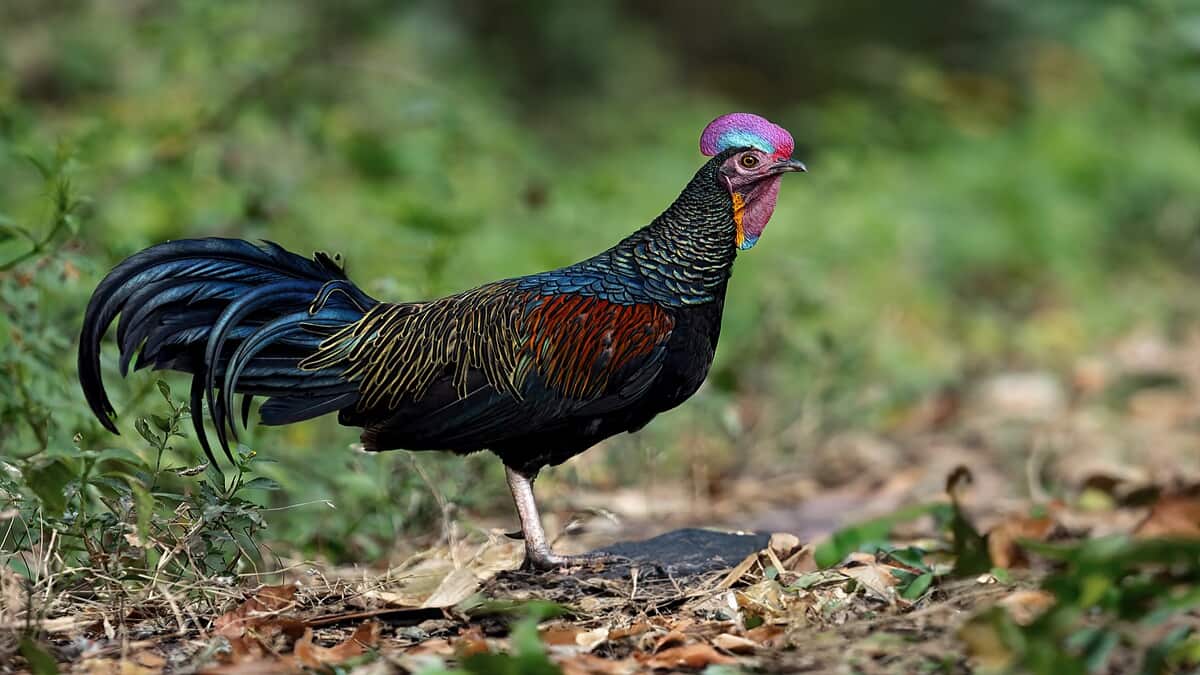 Cara Ternak Ayam Hutan Hijau untuk Pemula, Peluang Bisnis Menarik