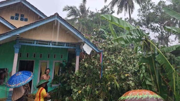 Pohon tisuk besar tumbang dan timpa rumah warga