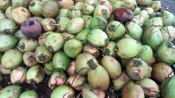 Harga Kelapa Melonjak Tinggi