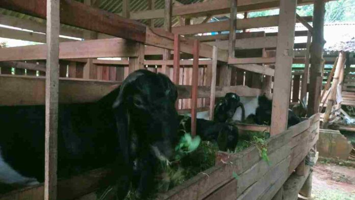 Beternak kambing