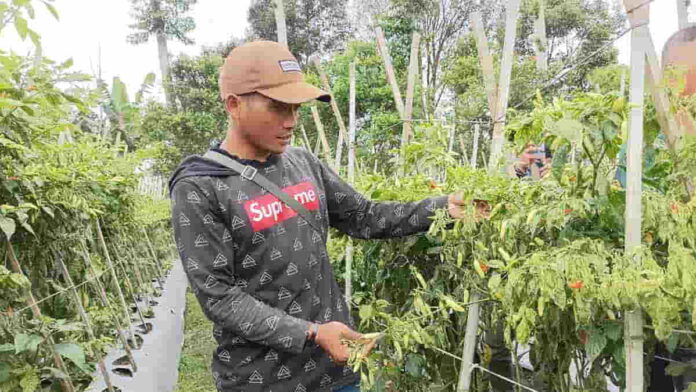 Cabai Gagal Panen