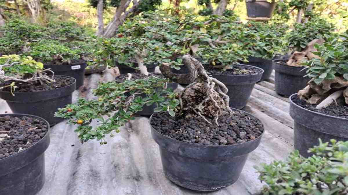 Cara Budidaya Hokiantea untuk Bonsai dan Peluang Bisnisnya