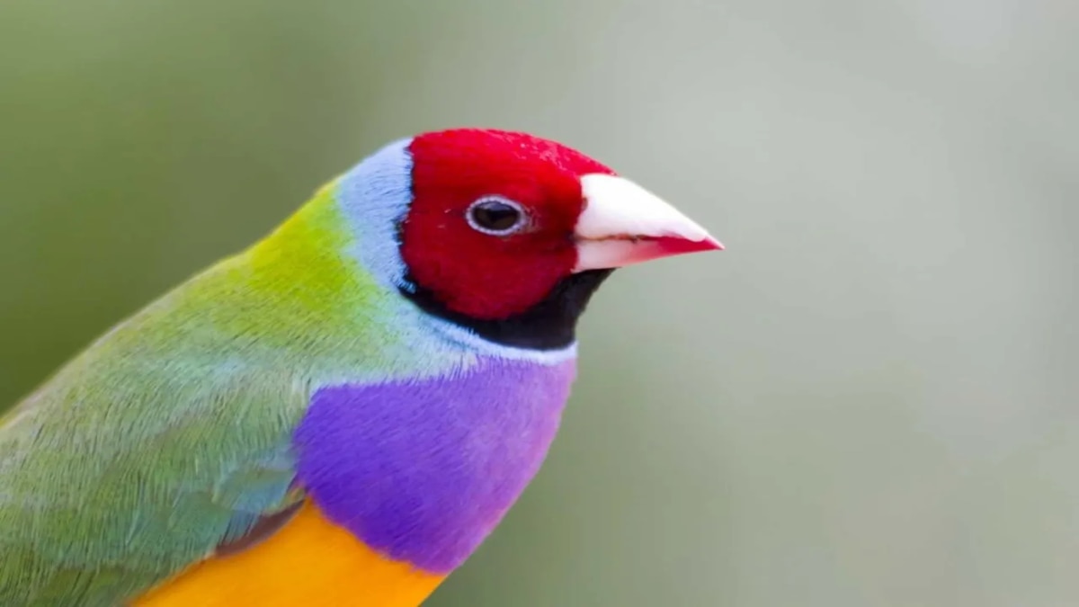 Cara Ternak Burung Gould Amadin dengan Mudah, Perawatannya Sederhana