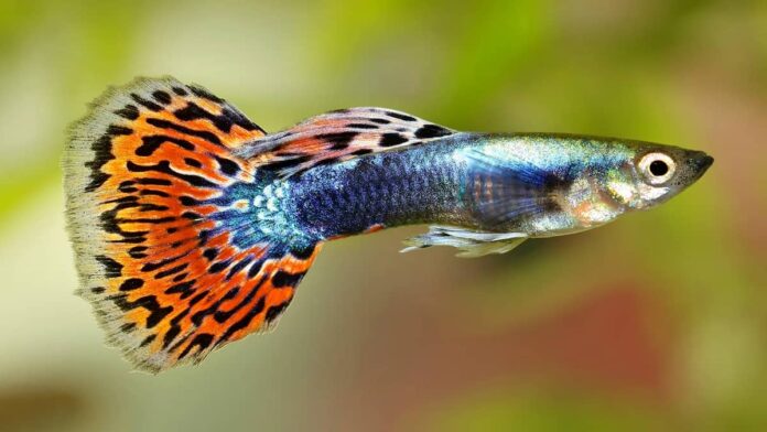 Cara Ternak Ikan Guppy dengan Mudah, Potensial untuk Bisnis Rumahan