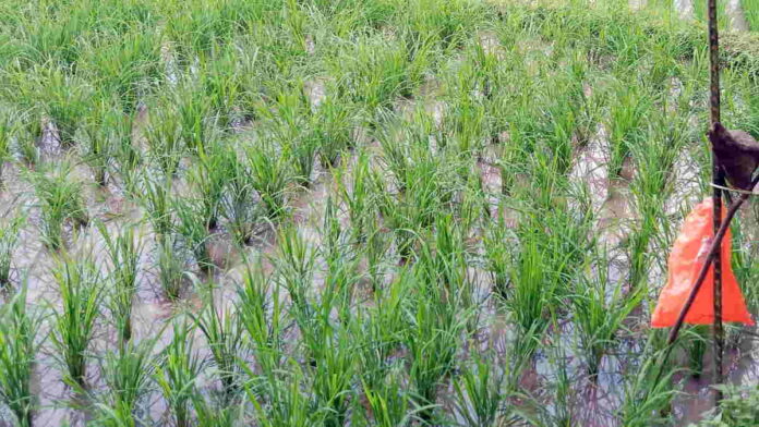 Kawanan Monyet Rusak Tanaman Padi di Mekarsari Ciamis