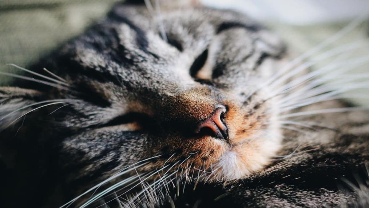 Kisah Abu Hurairah dan Kucing, Kasih Sayang Pada Semua Makhluk Allah