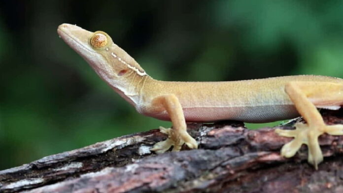 Kisah Cicak di Gua Tsur, Ancam Keselamatan Rasulullah