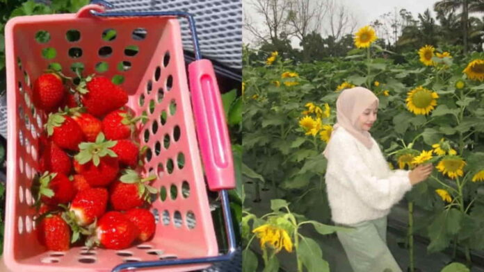 La Fresa Flower and Garden, Wisata Petik Strawberry Jepang yang Lagi Hits di Bandung