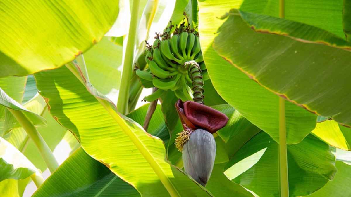 Morfologi Tanaman Pisang, Bagian Akar hingga Buah