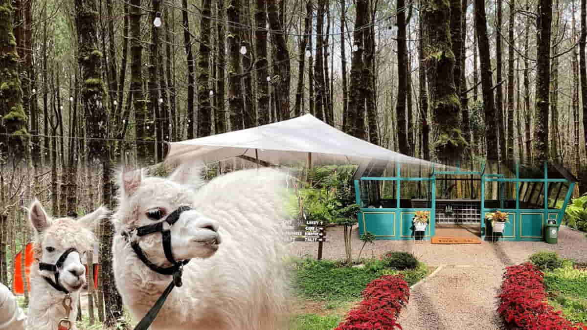 Liburan Seru di Wisata Tangkal Pinus Lembang, Bisa Camping dan Ketemu Alpaca