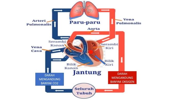 Peredaran Darah Sistemik dan Pulmonal dalam Tubuh Manusia