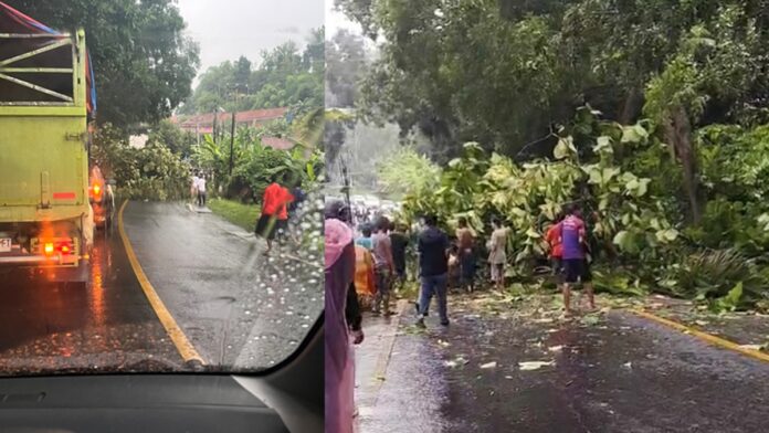 Pohon jati tumbang di Jalan Nasional Banjar-Pangandaran