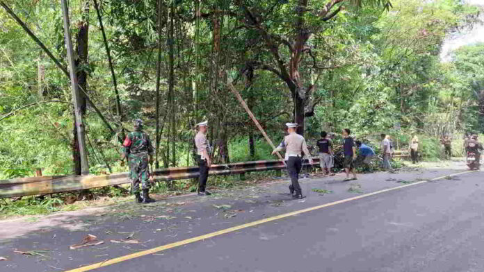 Rumpun Bambu di Pinggir Jalan Tanjakan Cibeka Ciamis Dipangkas