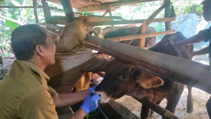 Terjangkit PMK