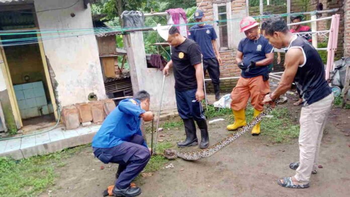 Ular Pemangsa Hewan Ternak Berkeliaran di Kota Banjar