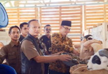 Anggota Komisi A DPRD Ciamis Apresiasi Peternakan Kambing Modern di Pamarican