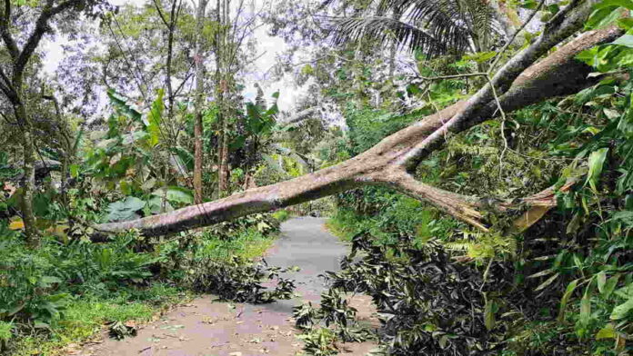 Angin Kencang Tumbangkan Pohon dan Merusak Rumah di Ciamis