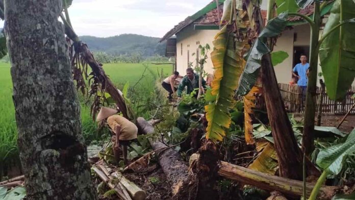 Evakuasi pohon tumbang yang rusak rumah warga di Ciamis