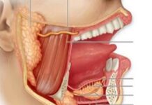 Fungsi Larutan Penyangga Dalam Air Liur dan Tubuh