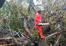 Hujan Deras Disertai Angin, Pohon Tumbang Timpa Sejumlah Rumah Warga di Ciamis