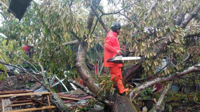 Hujan Deras Disertai Angin, Pohon Tumbang Timpa Sejumlah Rumah Warga di Ciamis