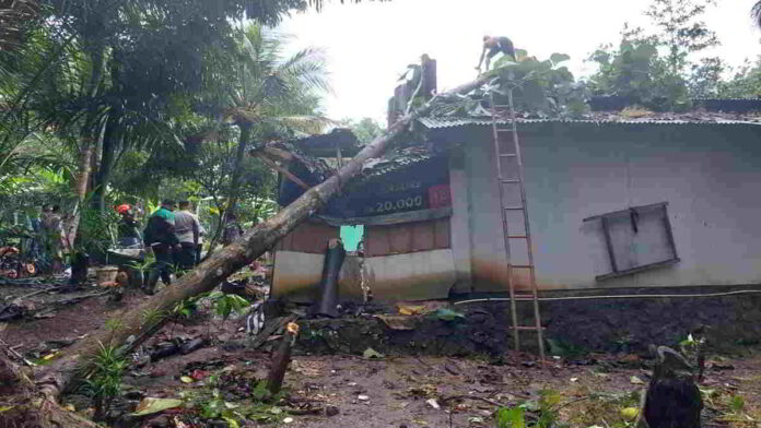 Pohon Tumbang Diterjang Angin