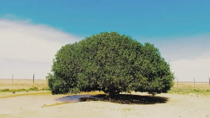 Kisah Pohon Sahabi, Tempat Berteduh Rasulullah SAW