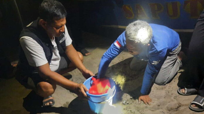 Nelayan Temukan Puluhan Telur Penyu Hijau di Pantai Pangandaran