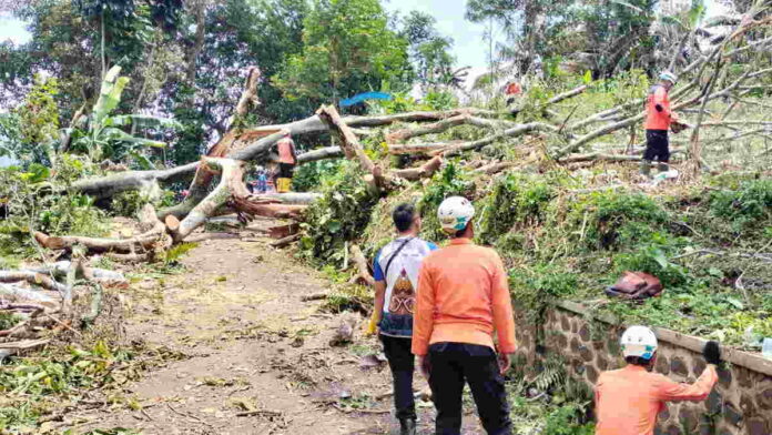 Pohon Beringin Tumbang Tutup Akses Jalan Dua Desa di Sumedang