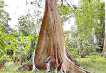 Pohon Purba di Lombok Timur yang Istimewa dan Langka