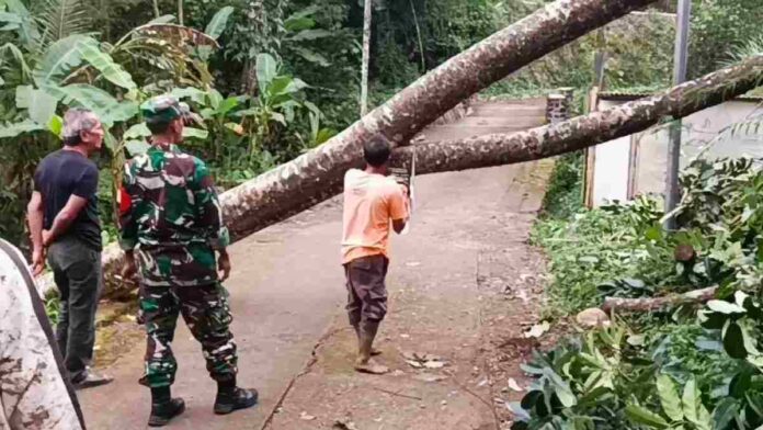 Pohon tumbang sumedang