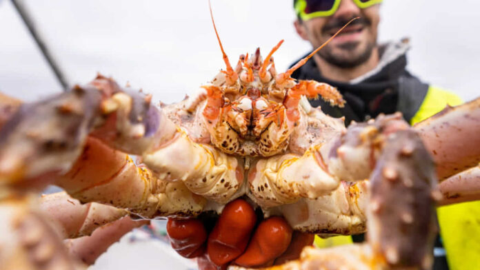 Prospek Budidaya King Crab, Peluang Usaha Menguntungkan