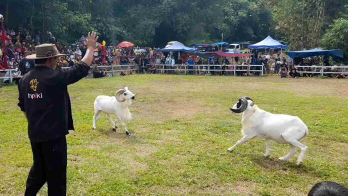 Seni Ketangkasan Domba di HUT Kota Banjar Jadi Daya Tarik Masyarakat