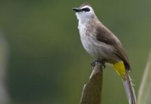 Ternak Burung Trucukan Gacor, Pemula Wajib Tahu!