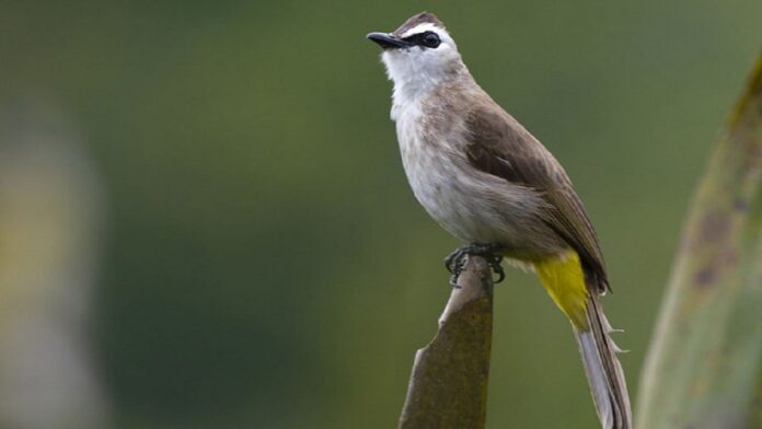 Ternak Burung Trucukan Gacor, Pemula Wajib Tahu!