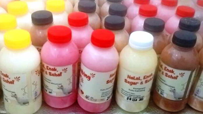 Produksi Susu Kambing Etawa