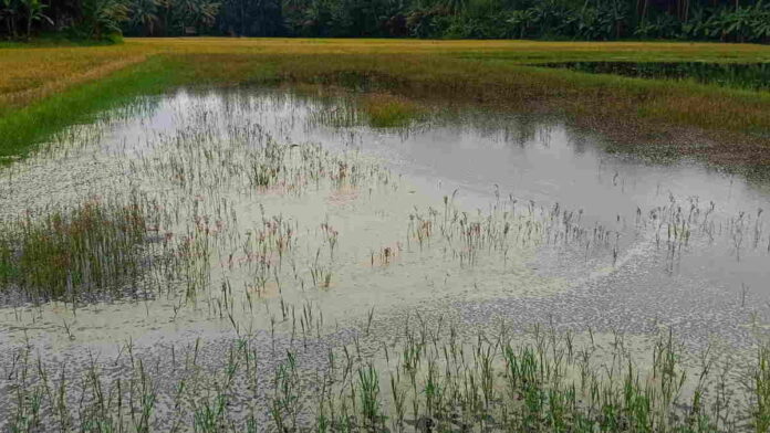 117 Hektar Sawah di Cimerak Pangandaran Terendam Air Laut, Terancam Gagal Panen