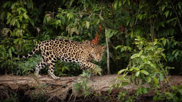 Arti Mimpi Macan Tutul